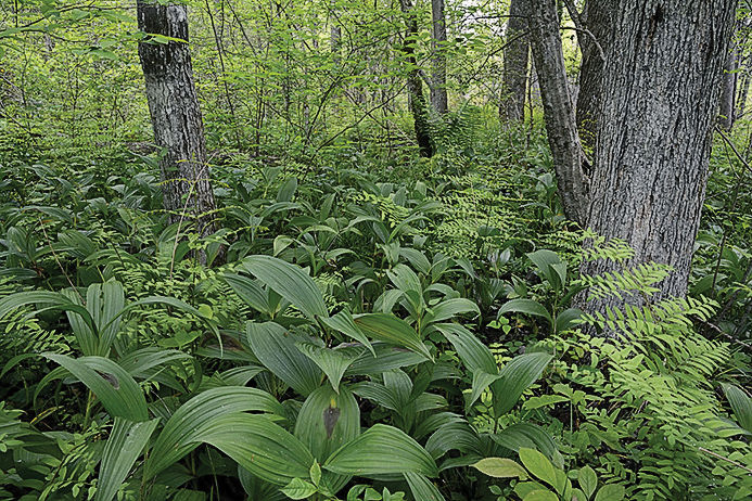 Explore lesser-known preserves on Virginia’s Northern Neck